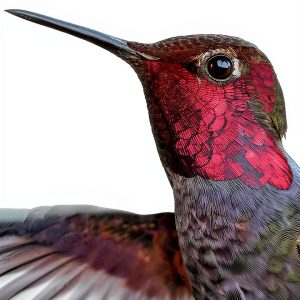 Bird Watching Kindle Field Guide by Houghton Mifflin Harcourt 333‑Page-0