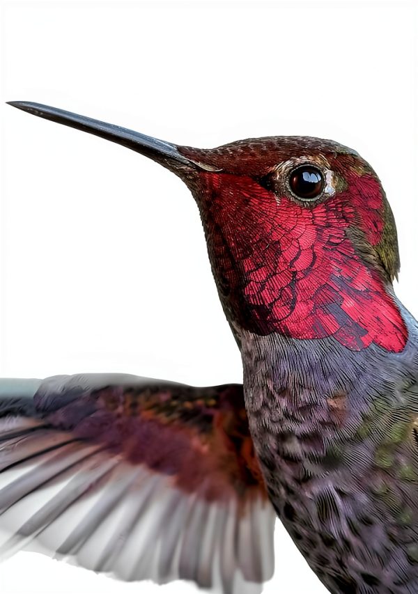 Bird Watching Kindle Field Guide by Houghton Mifflin Harcourt 333‑Page-0